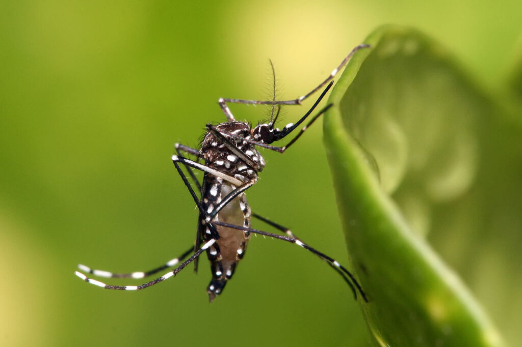1280px-Aedes_aegypti-1024x682